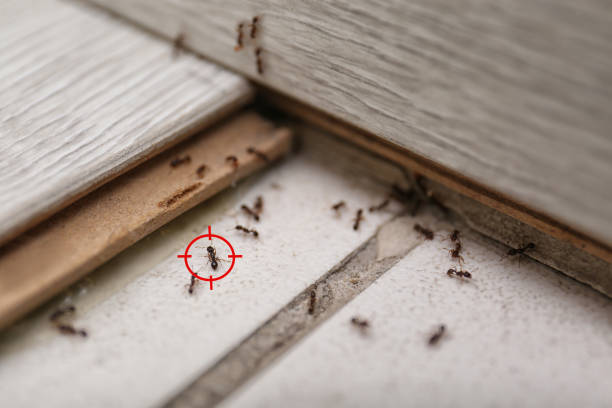 Best Mosquito Control Services  in Otisville, NY
