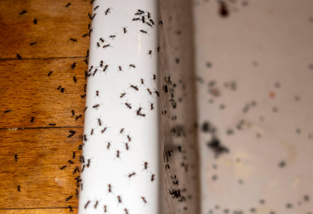 Best Best Pest Control Companies  in Otisville, NY